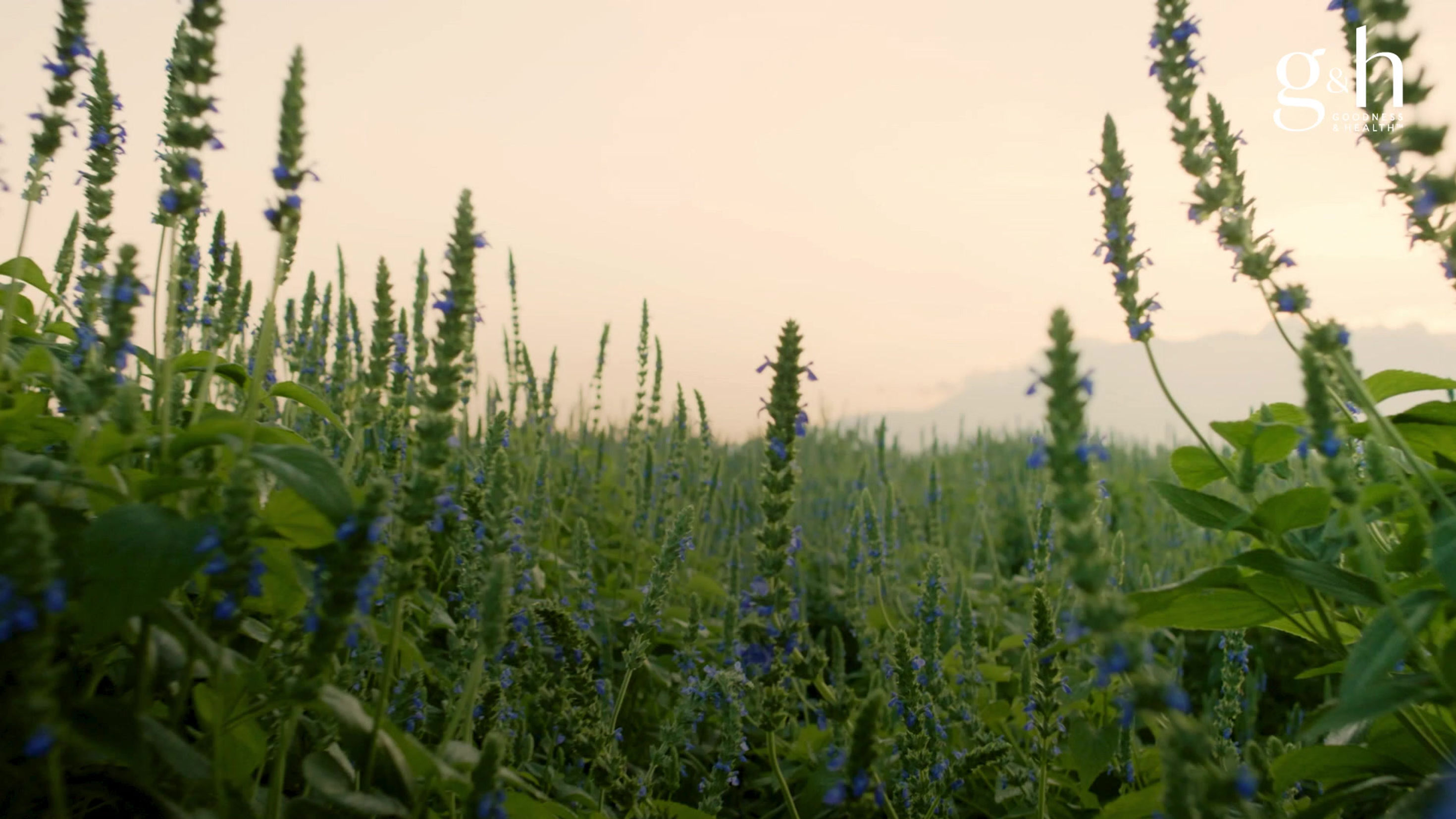 AMWAY_G&H_ProdStory_230808_NEW_MUSIC_1.06_1080p_CHde_Rev1 (2)